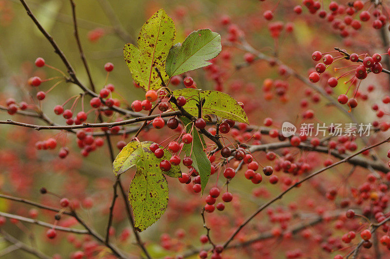 荚蒾(Viburnum opulus)